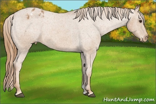 Horse Color:Red Roan Appaloosa 
