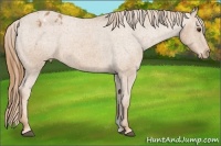 Horse Color:Red Roan Varnish