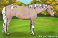 Horse Color:Silver Bay Roan Appaloosa 