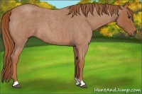 Horse Color:Red Roan 