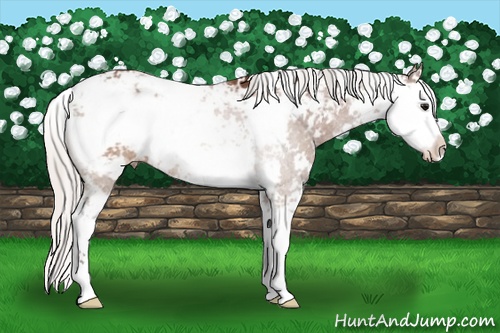 Horse Color: Silver Brown Sabino 