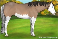 Horse Color:Bay Roan Dun Splash