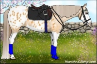 Horse Color:Buckskin Splash Appaloosa