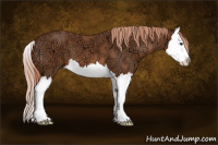 Horse Color:Liver Chestnut Ice Splash 
