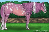 Horse Color:Watercolor White Spotted Chestnut Splash Appaloosa 