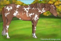 Horse Color:White Spotted Liver Chestnut 
