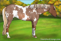 Horse Color:White Spotted Liver Red Roan