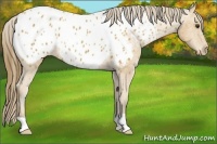 Horse Color:Buckskin Blanket 