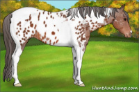 Horse Color:Bay Tobiano Appaloosa 