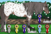 Horse Color:Bay Tobiano Appaloosa