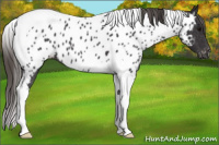 Horse Color:Buckskin Tobiano Appaloosa