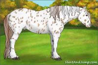 Horse Color:Liver Red Dun Tobiano Near Leopard 