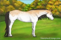 Horse Color:White Spotted Buckskin 
