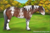 Horse Color:White Spotted Bay Tobiano
