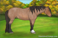 Horse Color:Bay Roan 