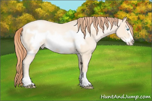 Horse Color: Amber Cream Champagne Roan Pearl Frame 