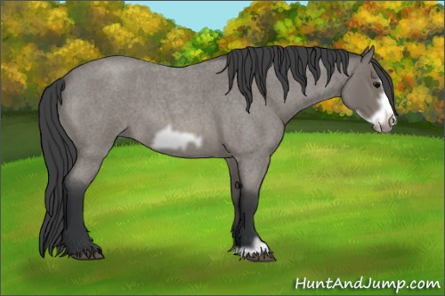 Horse Color: Blue Roan Frame 