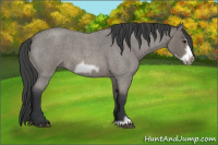 Horse Color:Blue Roan Frame 