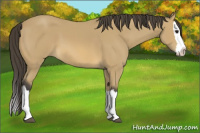 Horse Color:Buckskin Splash 