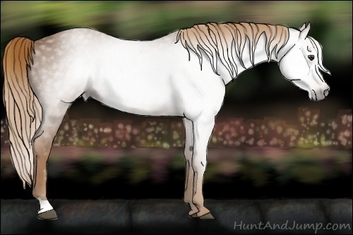 Horse Color:Gray Chestnut 
