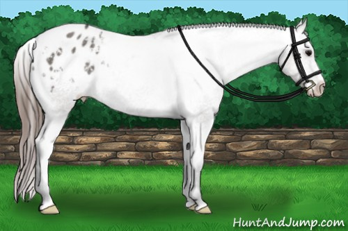 Horse Color: Grullo Blanket Rabicano 