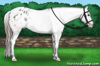 Horse Color:Grullo Appaloosa Rabicano 
