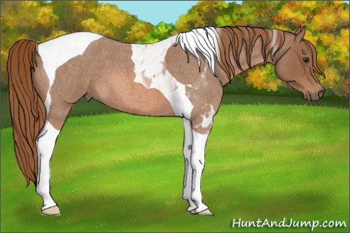 Horse Color: Red Roan Tobiano 