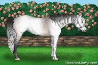 Horse Color:Gray Bay 