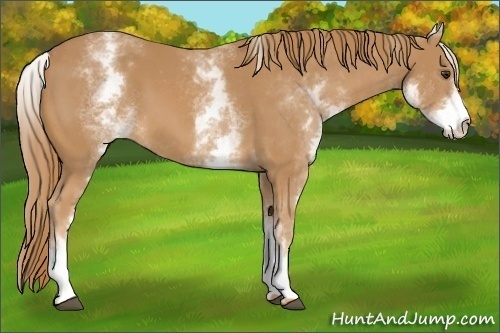 Horse Color: White Spotted Chestnut 