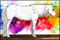 Horse Color:Silver Brown Sabino Rabicano 