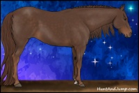 Horse Color:Liver Chestnut Sabino
