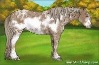 Horse Color:Chocolate Palomino Ice Sabino Frame 