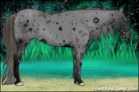 Horse Color:ERROR: UNKNOWN ANOMALY