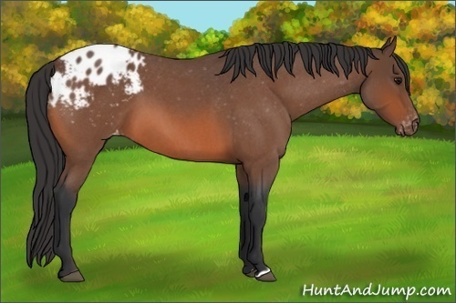 Horse Color:Bay Roan Appaloosa