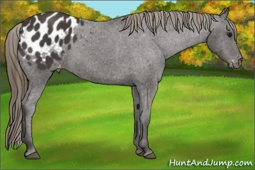 Horse Color:Smoky Black Appaloosa