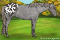 Horse Color:Smoky Black Appaloosa 