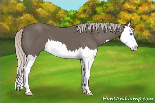 Horse Color: Silver Black Splash 
