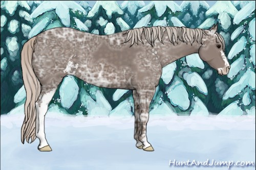 Horse Color: Unknown 