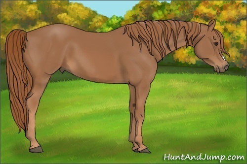 Horse Color: Chestnut 
