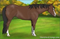 Horse Color:Bay Sabino 