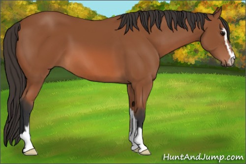 Horse Color: Bay Sabino 