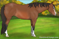 Horse Color:Bay Sabino 