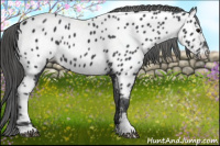 Horse Color:Black Near Leopard 