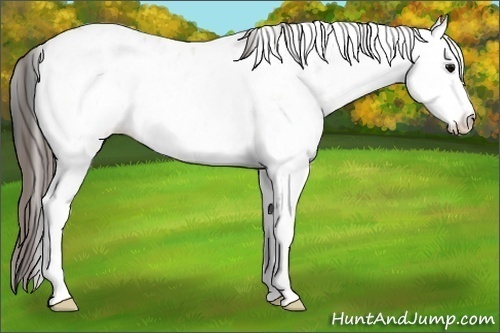 Horse Color:White Spotted Grullo Appaloosa 