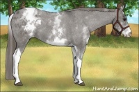 Horse Color:White Spotted Grullo Tobiano Blanket 