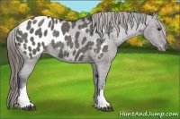 Horse Color:Grullo Appaloosa Rabicano 