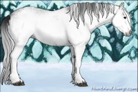 Horse Color:Gray White Spotted Black 