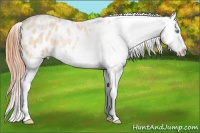 Horse Color:Buckskin Pearl Dun Blanket 