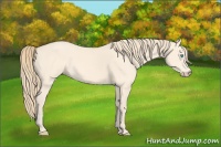 Horse Color:Perlino Roan 