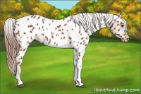 Horse Color:Chestnut Tobiano Appaloosa 